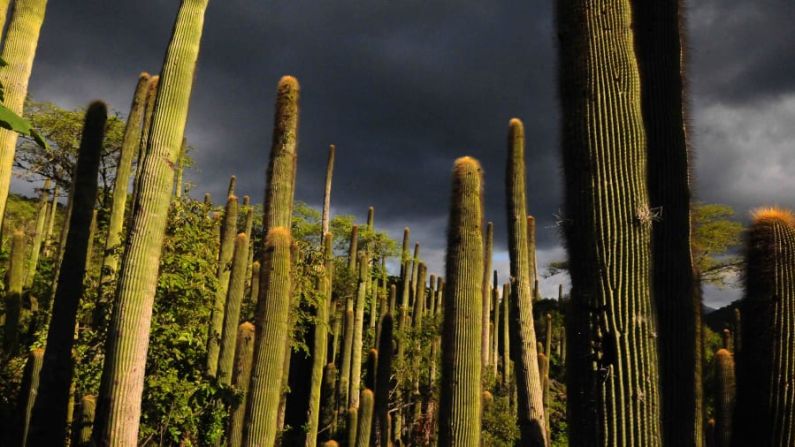 Esta rara especie de cactus crece en los bosques tropicales secos y se encuentra solo en México. Al crecer hasta 10 metros de altura, son polinizados por murciélagos. En el pasado, la remoción de rocas calizas destruyó el hábitat de los cactus, pero las plantas ahora están protegidas en una reserva cuidada por Pedraza Ruiz y su equipo.