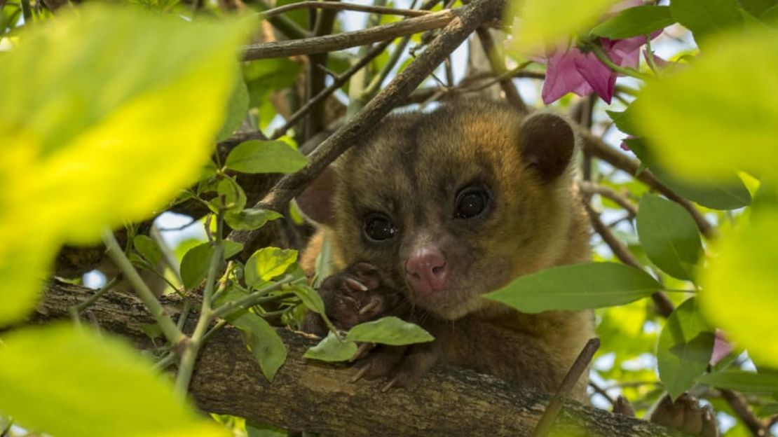 Pedraza Ruiz rescató este hermoso kinkajú, que se había extraviado en un huerto, y lo soltó en el bosque.