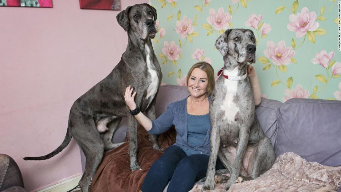 Freddy el gran danés, a la izquierda, con la dueña Claire Stoneman y su hermana Fleur.