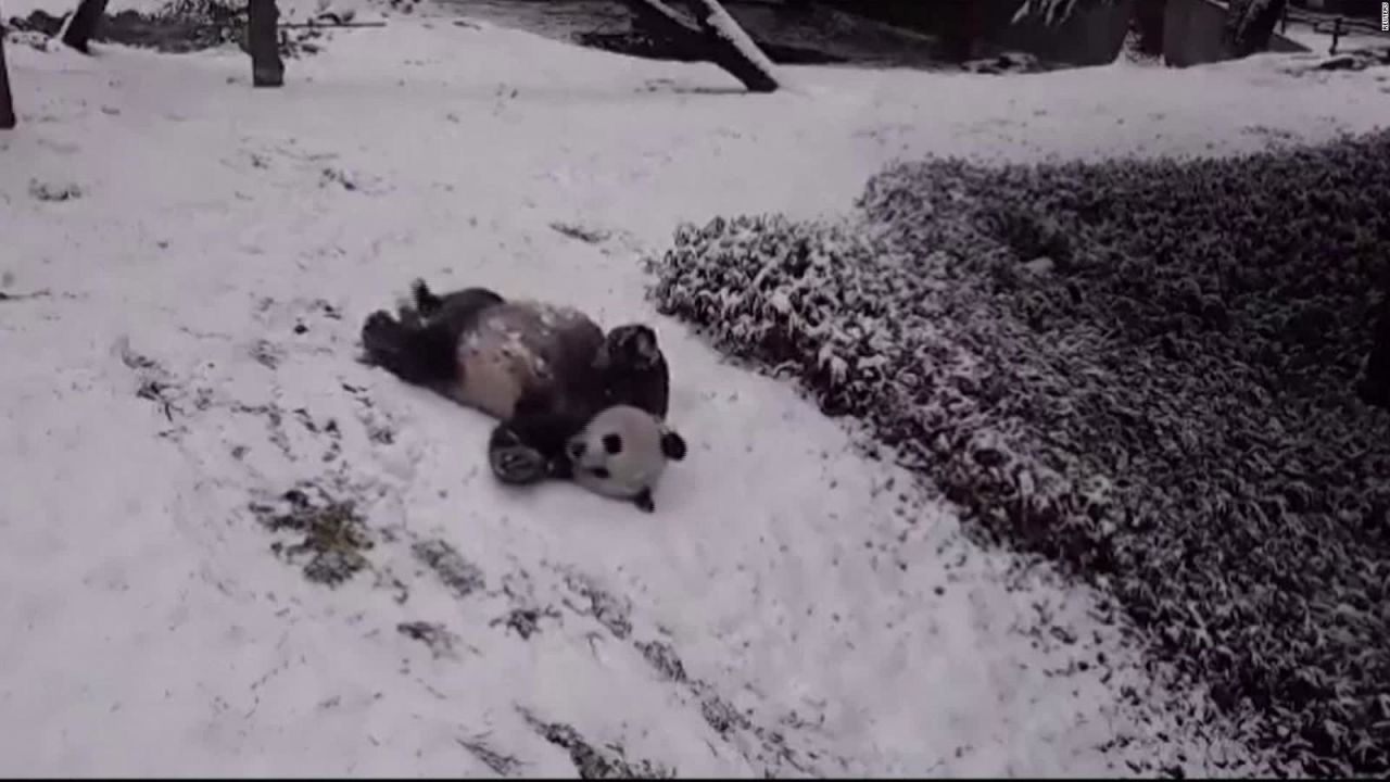 CNNE 947371 - asi disfruta de la nieve esta pareja de pandas