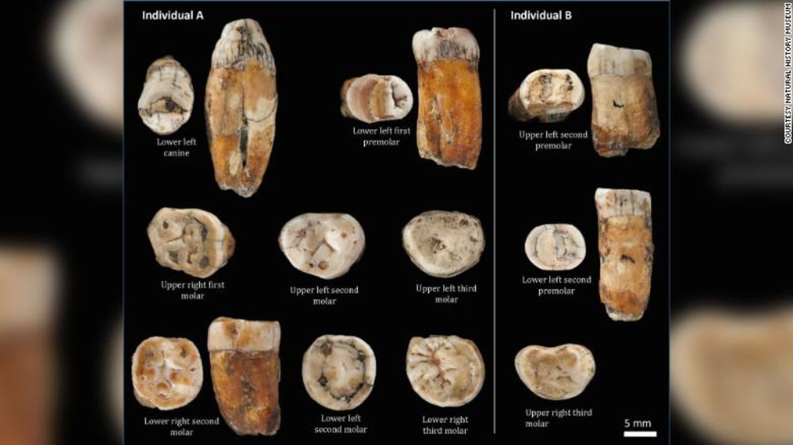 Un nuevo estudio de 11 dientes, hallados en La Cotte de St. Brelade de la isla de Jersey en el Canal de la Mancha, sugiere que algunos podrían haber pertenecido a individuos con ascendencia mixta.