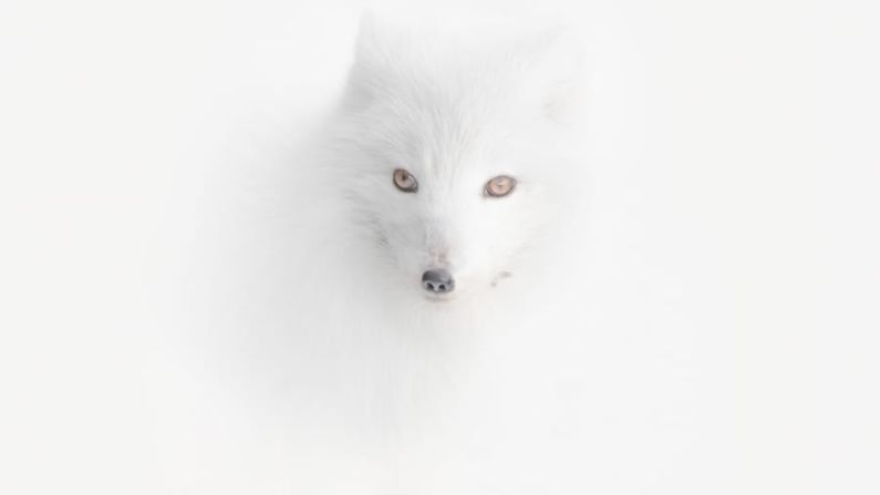 Estas son las imágenes de los ganadores a Mejor Fotógrafo de Viajes 2020. Mira la galería para conocerlos. Vladimir Alekseev, de Rusia, fue galardonado con el premio principal por su portafolio, en el que está incluido esta imagen de un zorro ártico en medio de una tormenta de nieve en Noruega.