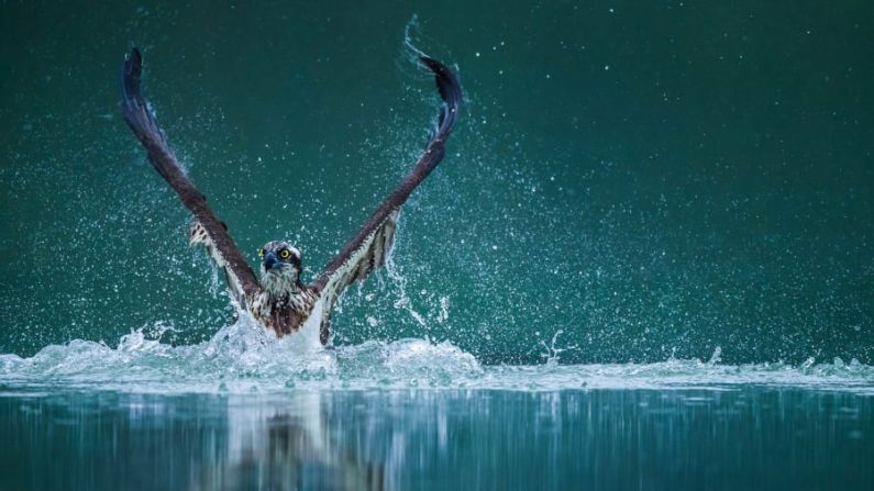 Wenming Tang fotografió este momento mágico en el lago Poyang, China. Es el lago de agua dulce más grande del país y proporciona un hogar estacional para más de 100 especies de aves migratorias, incluidas 11 especies en peligro de extinción.