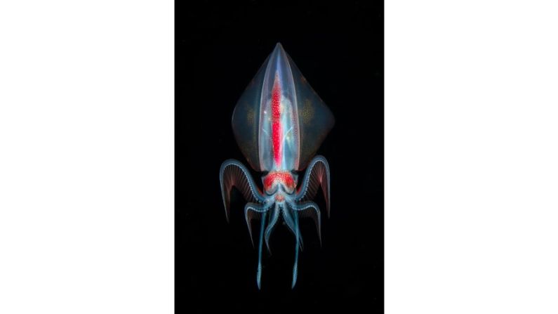 Esta foto de un calamar diamante (thysanoteuthis rhombus) fue tomada por Marco Steiner, de Austria, durante una inmersión en aguas negras en las Maldivas.