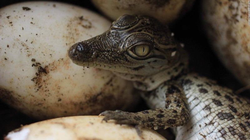 El impresionante nacimiento de cocodrilos bebés en un zoológico de perú | cnn
