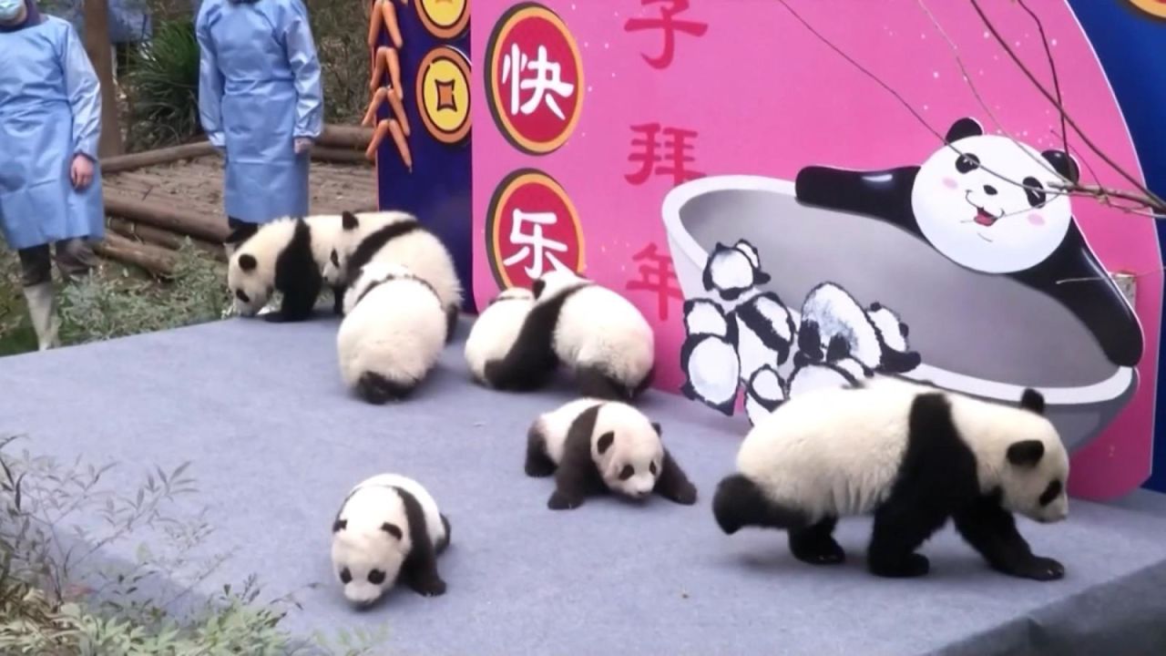 CNNE 949819 - los pandas que se adelantan a la primavera en china