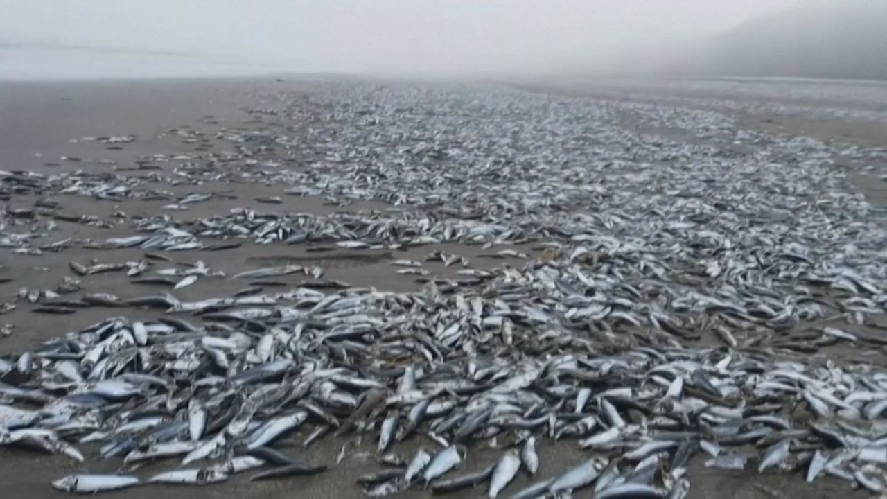 CNNE 949955 - aparecen miles de peces muertos en playa de chile