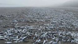 CNNE 949955 - aparecen miles de peces muertos en playa de chile