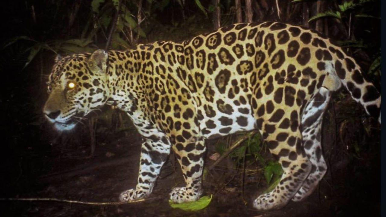 CNNE 950145 - guatemala- jaguares viven como si no hubiera humanos