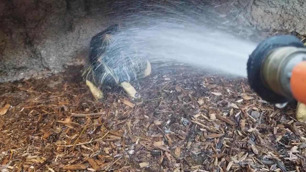 CNNE 952001 - graban a una tortuga 'bailando' en acuario de ee-uu-