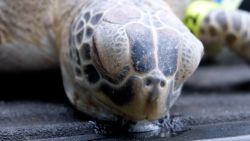 CNNE 955489 - tortugas marinas paralizadas por bajas temperaturas en texas