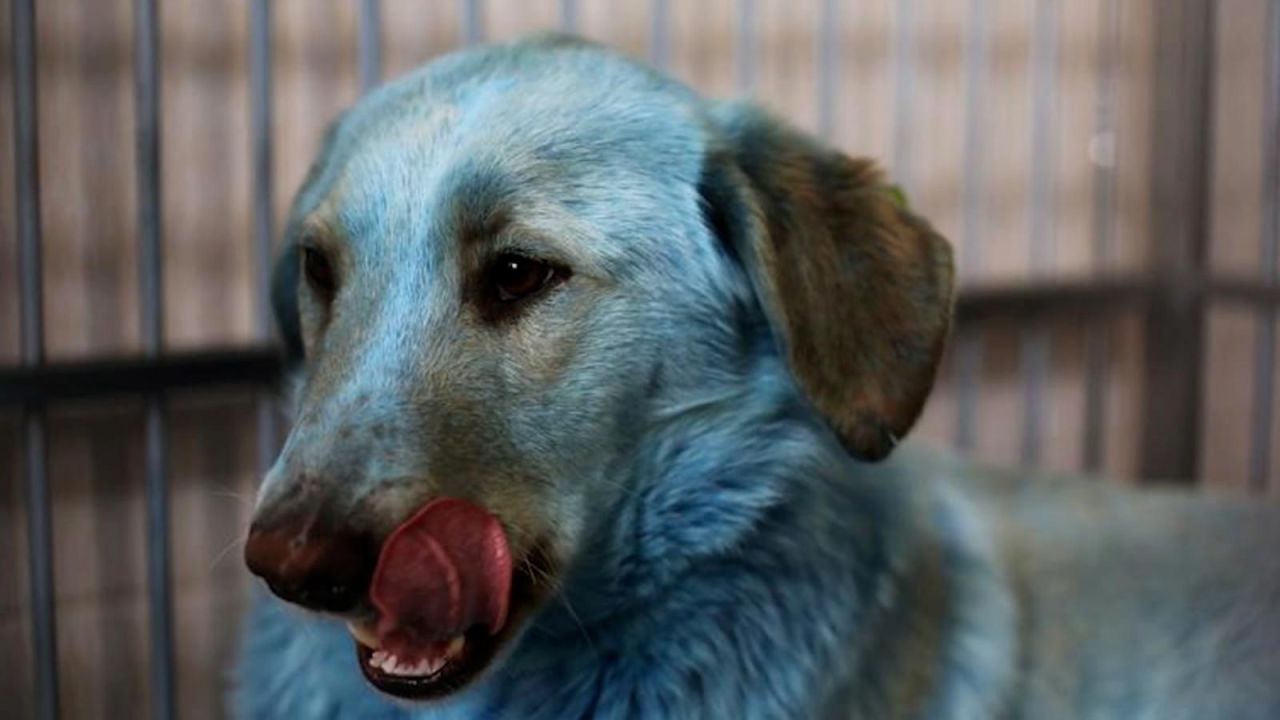 CNNE 955521 - misterio por perros azules en rusia