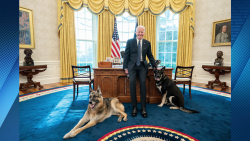 CNNE 957679 - biden- mis perros tienen acceso privilegiado a la oficina oval