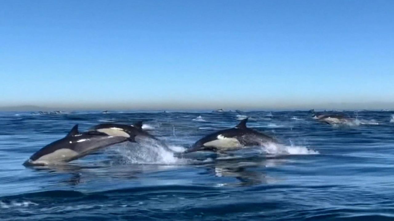 CNNE 958097 - espectaculo natural de delfines en california