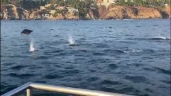 CNNE 958998 - un grupo de mantarrayas sorprende a turistas en acapulco