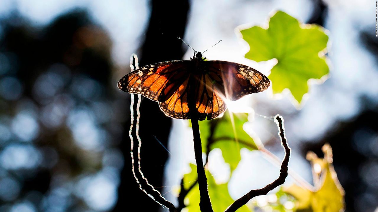 CNNE 959239 - mexico registra reduccion de mariposas monarca