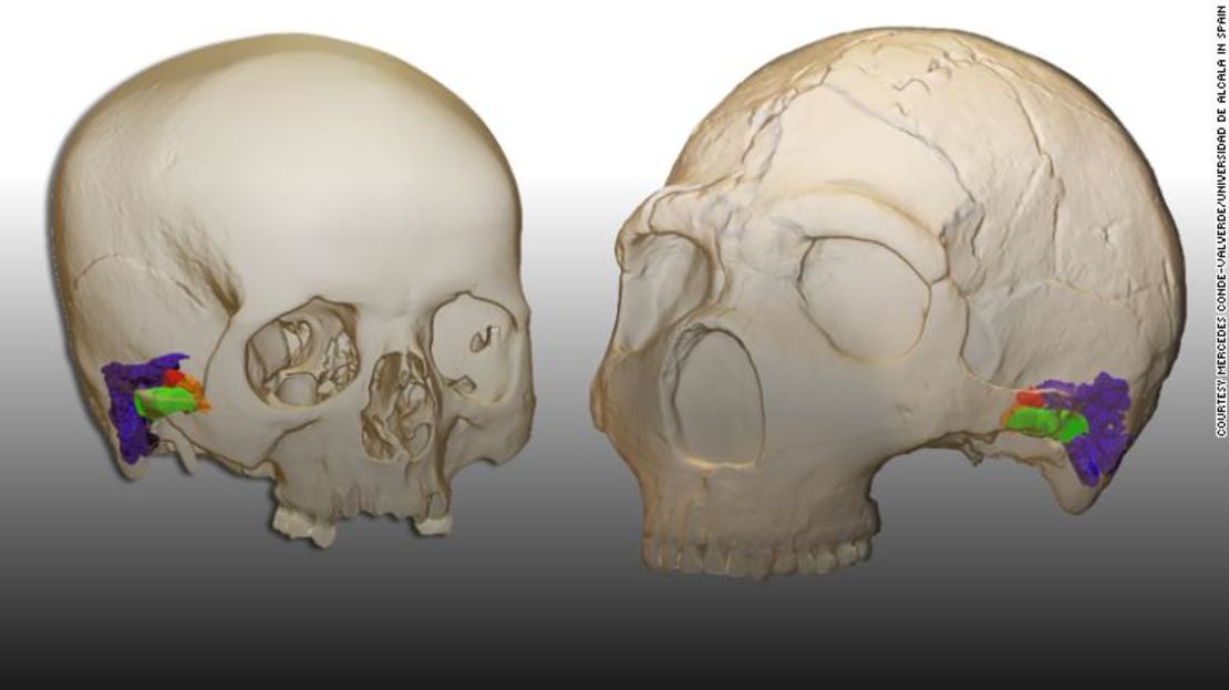 Una reconstrucción virtual de la oreja en un humano moderno (izquierda) y un cráneo de neandertal. Saber si los neandertales y otros antepasados humanos eran capaces de un lenguaje hablado sofisticado ha sido un tema de debate de larga data en la evolución humana.