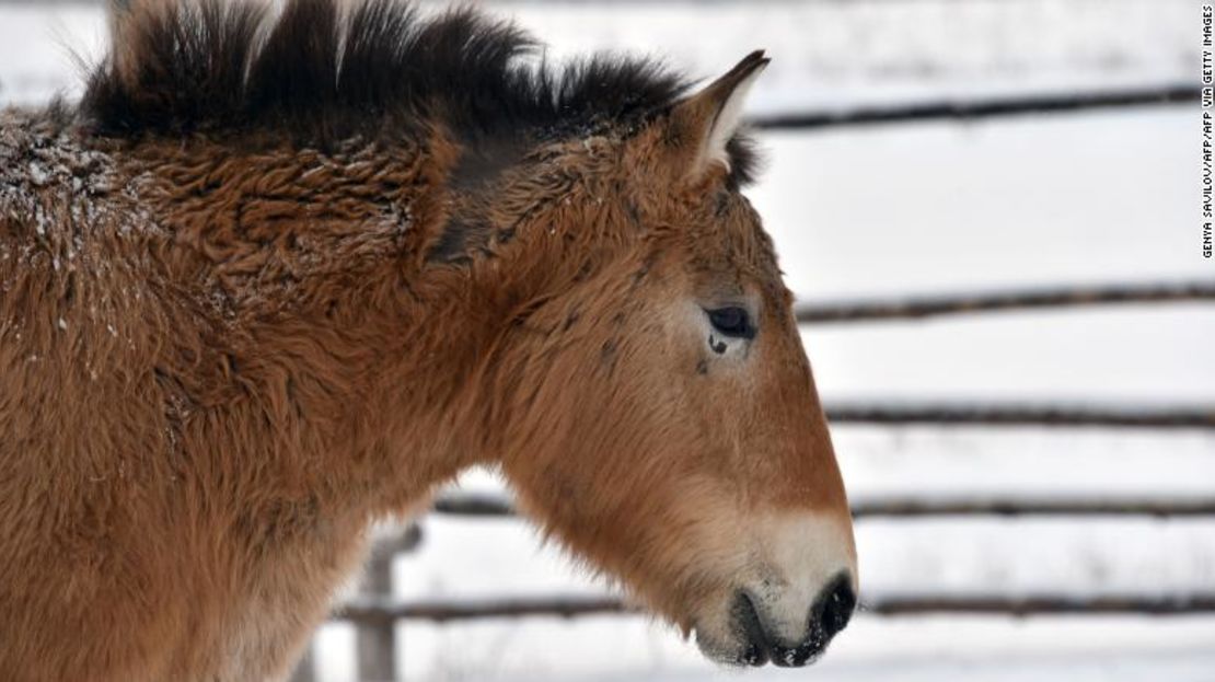 El caballo de Przewalski, emparentado con los caballos comunes, es originario de Asia central, en la década de 1960 la especie en estado salvaje se extinguió. Desde entonces, ejemplares criados en cautiverio han sido liberados en Mongolia, China y Kazajstán. Estos caballos viven en la zona de exclusión de Chernóbil.