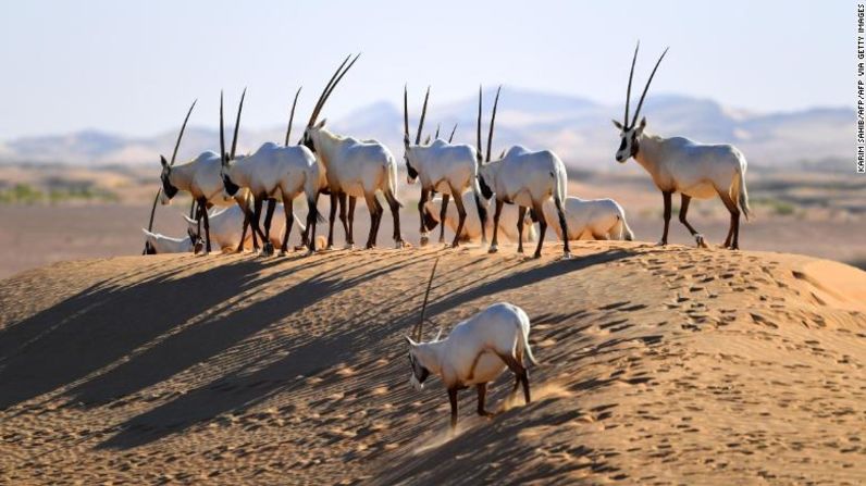 El oryx ha sido reintroducido en Arabia Saudita, Jordania y Emiratos Árabes Unidos.