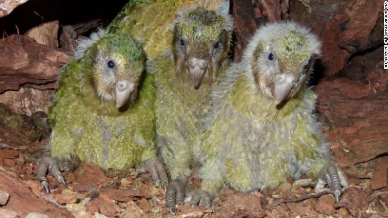 Para 1995 solo quedaban unos 50 ejemplares, pero la cría en cautiverio ha ayudado a hacer crecer el número a unos 210, confinados en cuatro pequeñas islas de la costa neozelandesa. El objetivo a largo plazo es reintroducir el kakapo en el territorio principal, pero eso solo puede ocurrir si los depredadores dejan de rondar por allí. Predator Free 2050 es un proyecto ambicioso para erradicar los depredadores en todo el país. Si tiene éxito, el kakapo y otras aves autóctonas, cuyo 80% está actualmente en declive, podrían volver a prosperar.