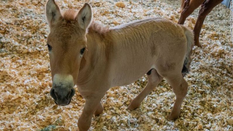 Recientemente, científicos han clonado un caballo de Przewalski por primera vez. El potro clonado nació en un centro veterinario de Texas el 6 de agosto. El potro, llamado Kurt, será trasladado al Safari Park del zoo de San Diego cuando sea mayor, para integrarlo en un programa de cría.