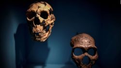 CNNE 960509 - encuentran que los neandertales hablaban como los humanos