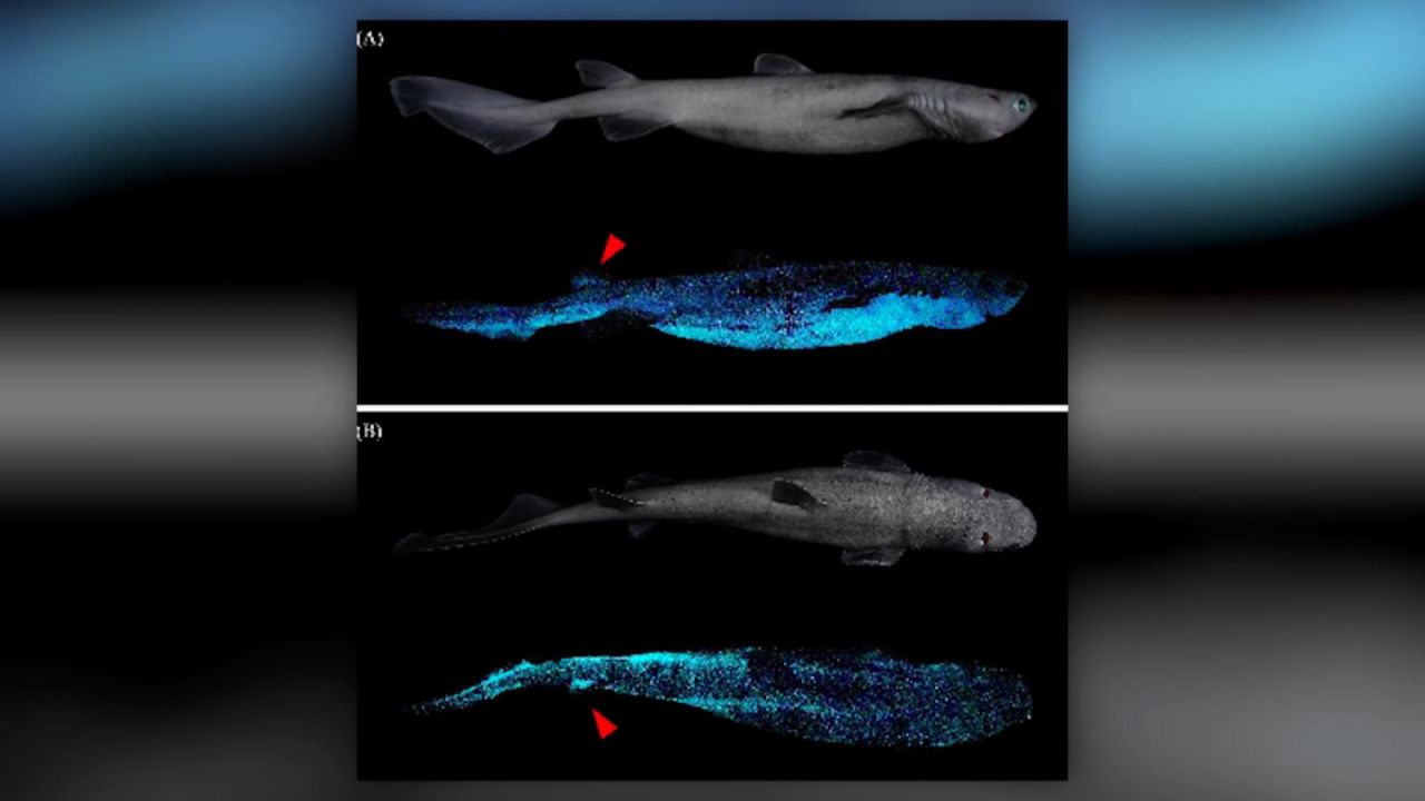 CNNE 961476 - hallan el tiburon bioluminiscente mas grande del mundo