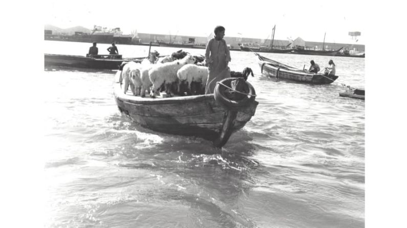 Antes de que se transformara por la riqueza del petróleo, Dubai era un puerto tranquilo. Este momento muestra el transporte de ganado en un pequeño barco.