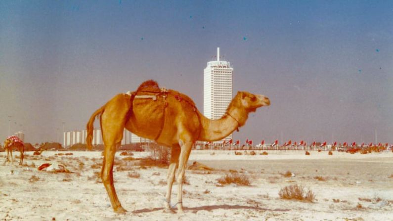 El primer rascacielos de Dubai, que se puede ver detrás del camello, fue el World Trade Center. Cuando se construyó en 1979 era el edificio más alto de Medio Oriente.