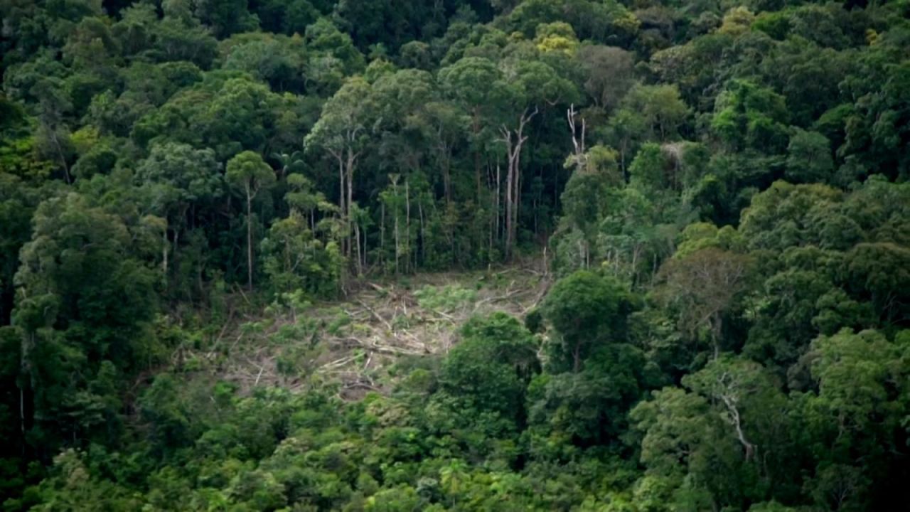 CNNE 965528 - bosque amazonico en peligro, mas de lo que se pensaba