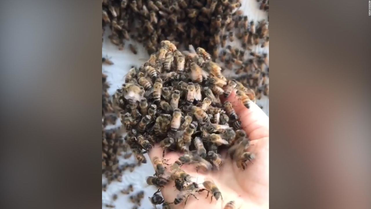 CNNE 966242 - rescata abejas sin proteccion y causa furor en tiktok