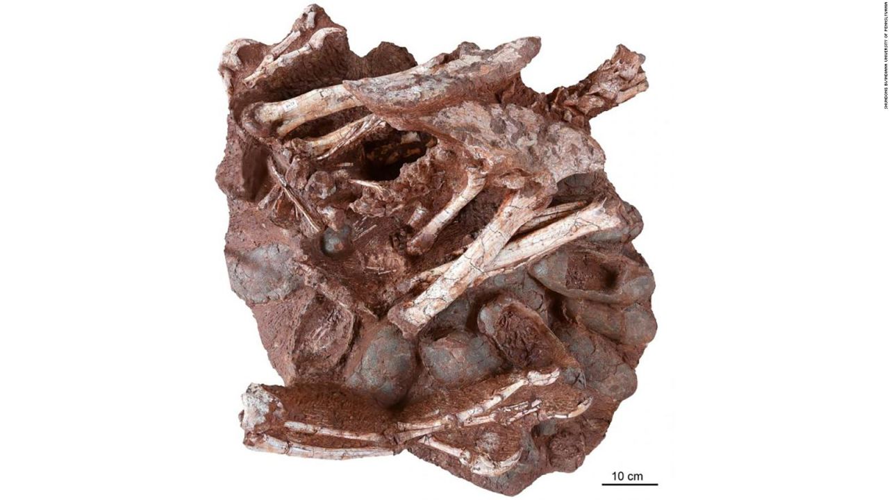 CNNE 966264 - descubren restos de dinosaurio y embriones fosilizados