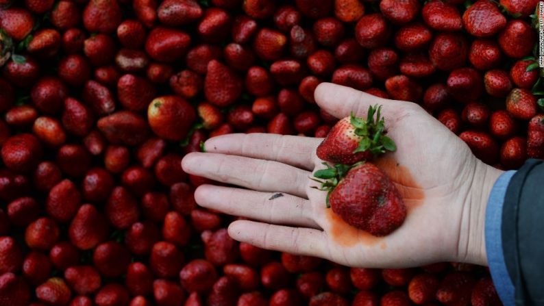 Por sexto año consecutivo, las fresas encabezaron la lista "Dirty Dozen" de la organización Environmental Working Group (EWG), una suerte de "lista negra" que clasifica las frutas y verduras con mayor cantidad de pesticidas. El informe de 2021 señala que las fresas son el producto fresco con más probabilidades de permanecer contaminados con residuos de plaguicidas, incluso después de lavarlas. Las pruebas encontraron que el 90% de las fresas tuvo al menos un pesticida, mientras que el 30% mostró residuos de 10 o más pesticidas. Mira la galería para conocer el resto de alimentos.