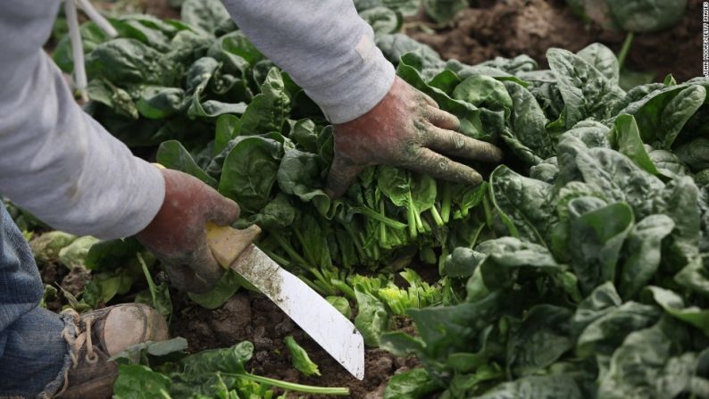 La espinaca cultivada convencionalmente vuelve a ocupar el segundo lugar este año. De acuerdo al informe, tiene más residuos de pesticidas por peso que todos los otros productos incluidos en las pruebas. "Tres cuartas partes de las muestras analizadas" estuvieron "contaminadas con un insecticida neurotóxico cuyo uso está prohibido en cultivos alimenticios en Europa", indicó EWG.