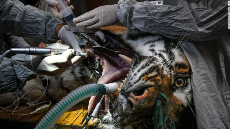 Baikal, un tigre siberiano de 14 años, se somete a una operación dental en un zoológico de Mulhouse, Francia, el miércoles 17 de marzo.