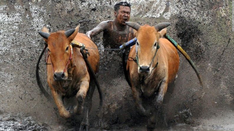 Un jinete espolea a sus vacas durante la práctica del pacu jawi en Tanah Datar, Indonesia, el sábado 13 de marzo. Cada año se celebra la tradicional carrera de vacas se celebra en los campos de arroz para festejar el final de la temporada de cosecha.