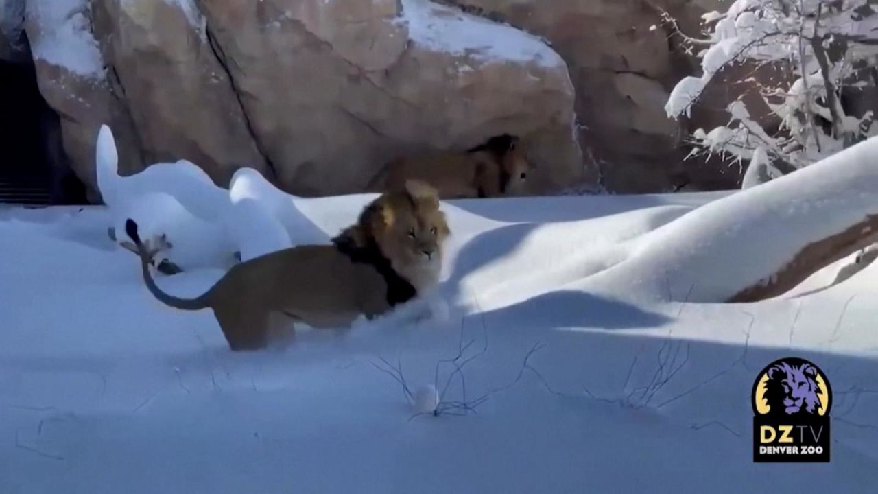 CNNE 968627 - leones se divierten en la nieve en un zoologico de ee-uu-