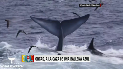 CNNE 970498 - asi caza un grupo de orcas a una ballena azul