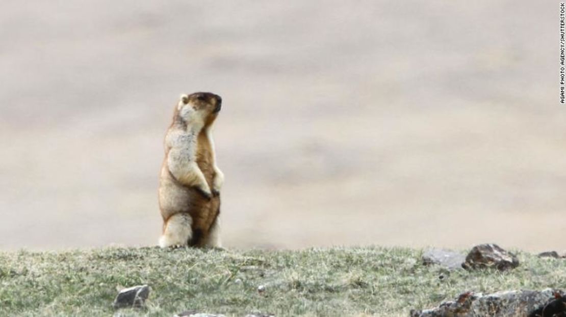 Una marmota Tarbagan en Mongolia.