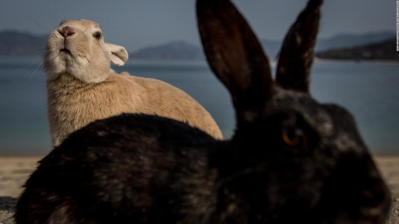 CNNE 972395 - mira estos conejos gigantes de 10 kilos