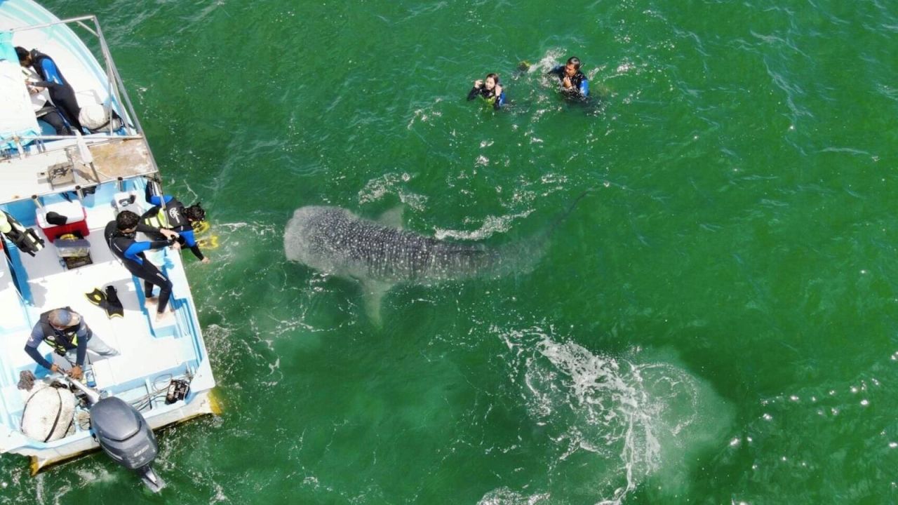 CNNE 972463 - turistas disfrutan de la compania de enormes tiburones ballena