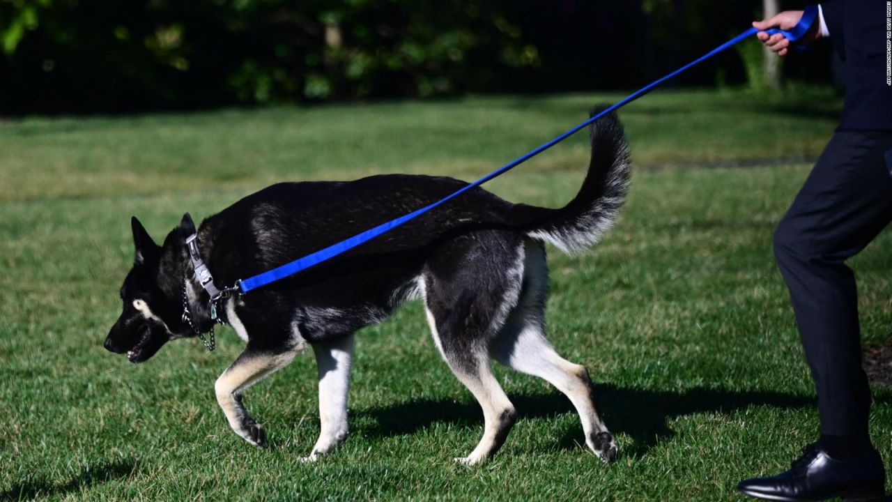 CNNE 972509 - muerde a otra persona major, uno de los perros de biden