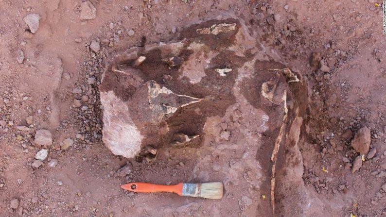 Sus restos fueron encontrados en la Formación Bajo de la Carpa en Argentina, y hace parte de una familia de dinosaurios llamados abelisáuridos.
