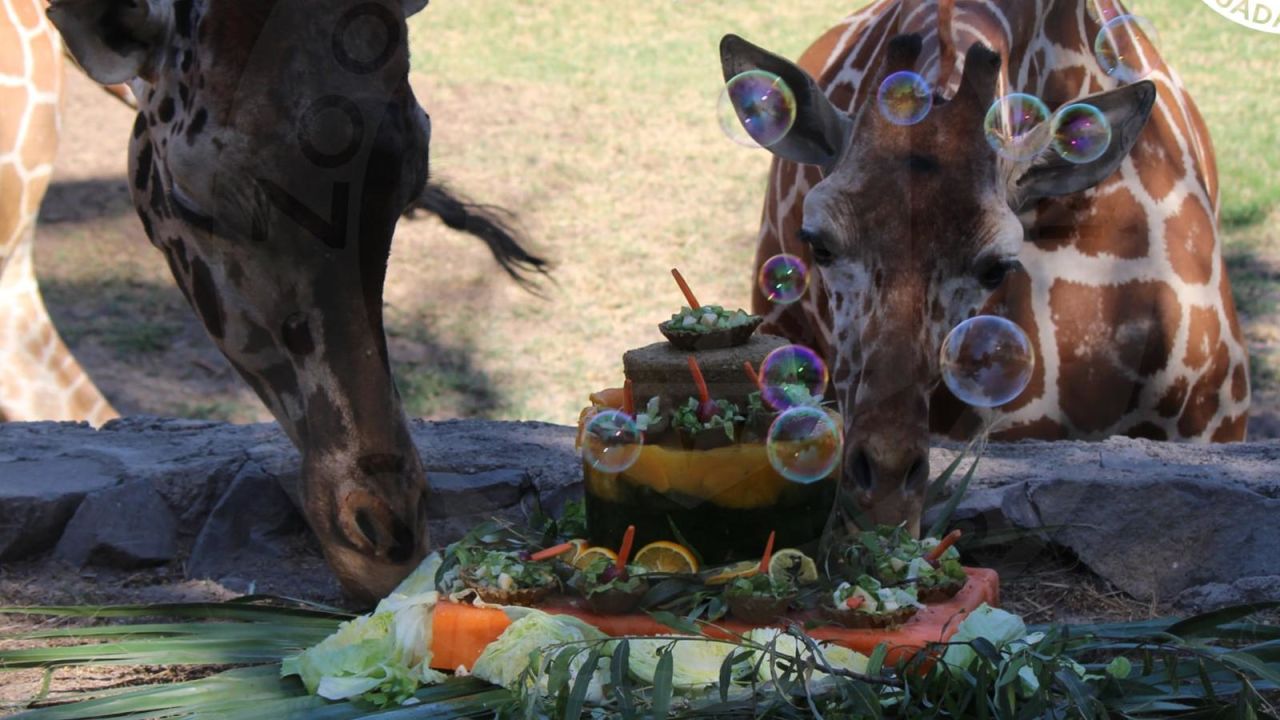 CNNE 973529 - festejo con pasteles para animales de zoologico en mexico