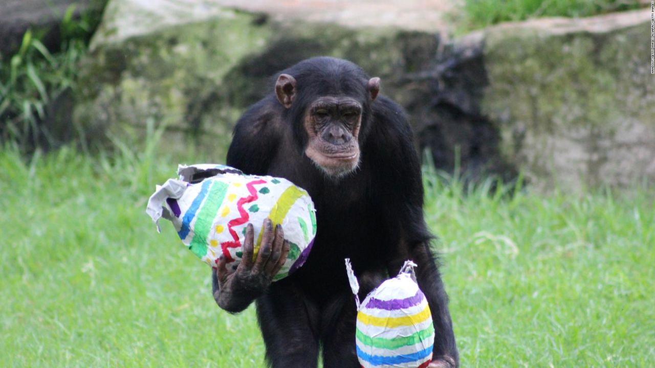 CNNE 973922 - animales buscan huevos de pascua