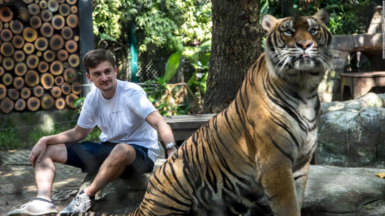 CNNE 974064 - mira la felicidad de unos tigres al recibir unas paletas