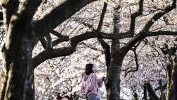 CNNE 974600 - vuela sobre los cerezos en flor en washington