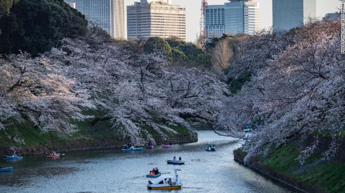 Cerezos en flor en el Parque Kitanomaru de Tokio, Japón, el 23 de marzo.