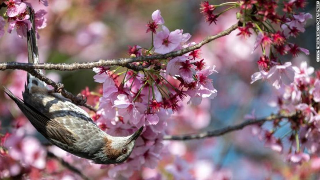 Un pájaro junto a los cerezos en flor en un parque de Tokio, Japón, el 23 de marzo.