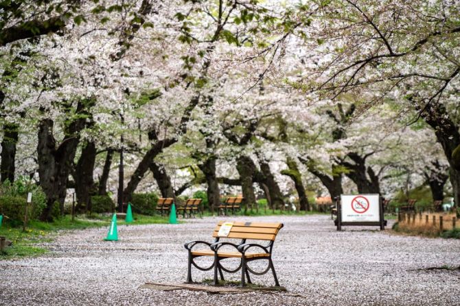 En Tokio, los cerezos en flor alcanzaron su plenitud el 22 de marzo, la segunda fecha más temprana jamás registrada, según Aono.